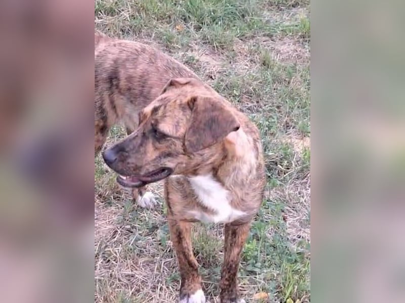 Jessy 50cm, möchte Rumänien schnell verlassen