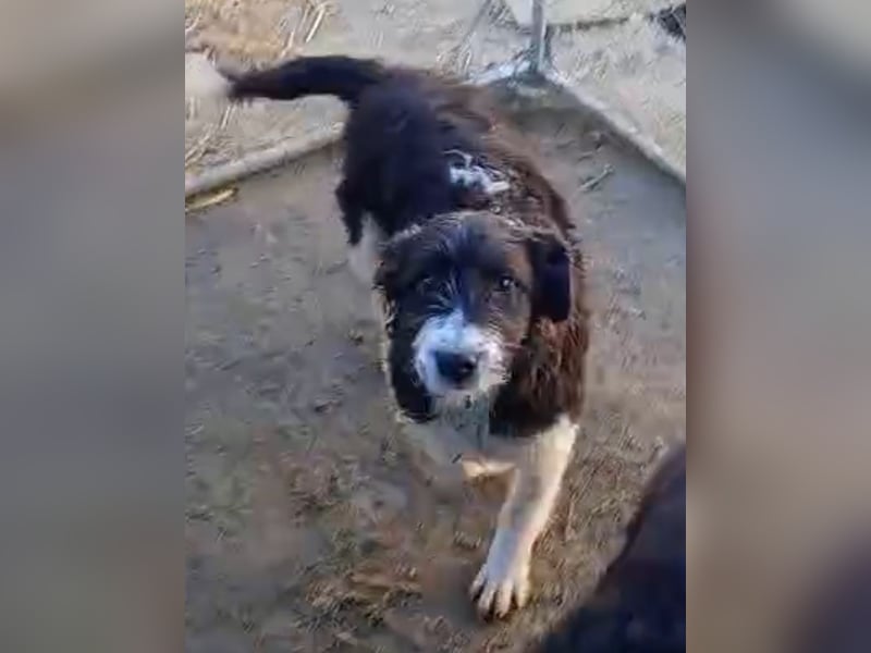 ⭐️GLORIE⭐️, Hündin, 7 Monate, 37 cm, Mischling, Tierschutz