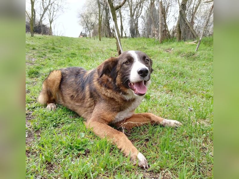 Merlo Tierschutzhund sucht ein Zuhause