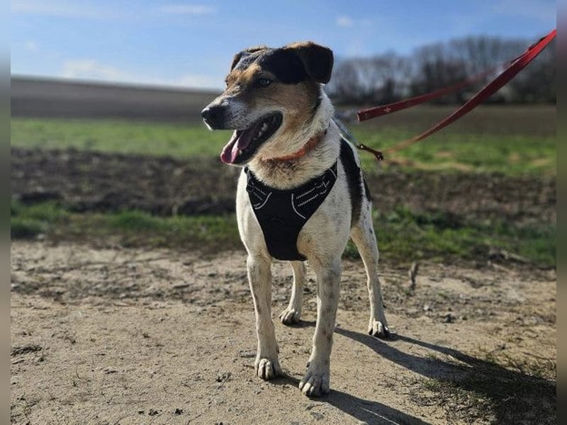 Pepper - wann bekommt er seine Chance?