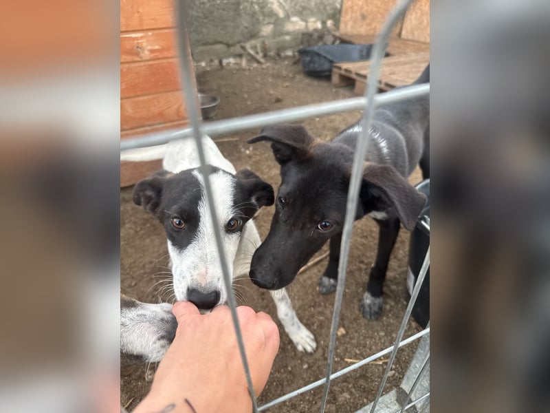 ⭐️SMOKY⭐️, sportlicher Rüde, 1 Jahr, 46 cm, Mischling, Tierschutz