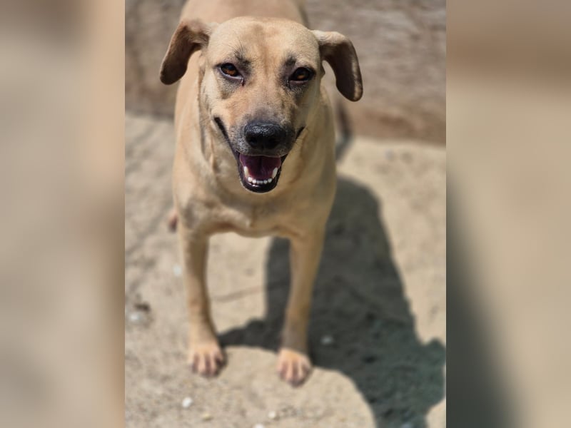 ⭐️MELINA⭐️ Traumhündin, 3,5 Jahre, 48 cm, Mischling, Tierschutz