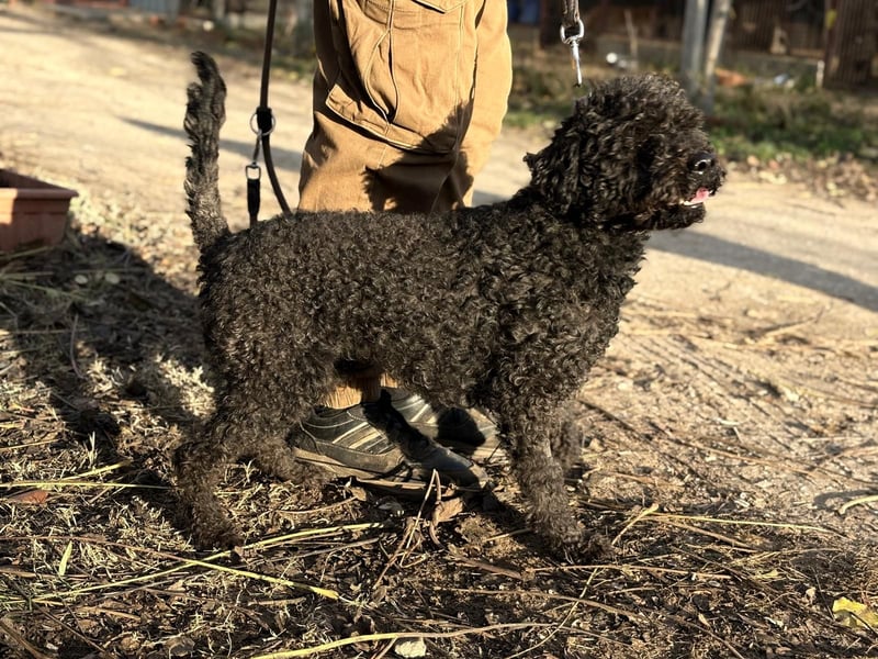 Felda - Sucht ihr Zuhause für immer!