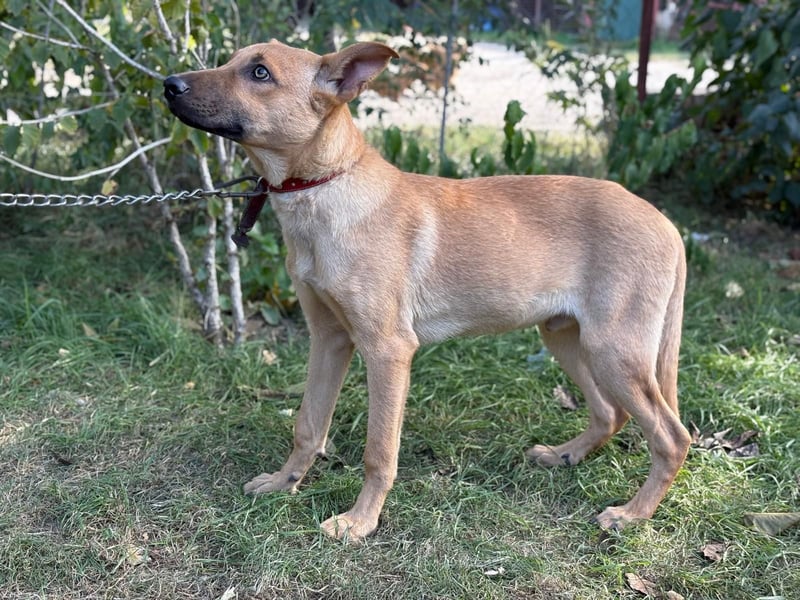 Vitold- Hast du ein warmes Körbchen für mich ?
