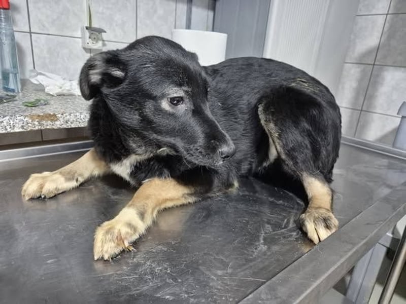 Junghündin 890509 sucht DICH!