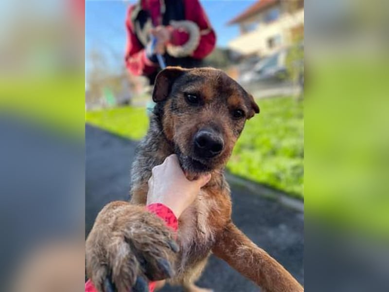 Der süße sehr liebe Thor wartet in Rumänien auf die Ausreise