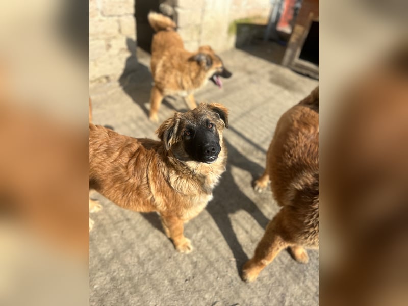 ⭐️TUTU⭐️, Malinois-Mix, Hündin, 8 Monate, ca. 53 cm, Mischling, Tierschutz