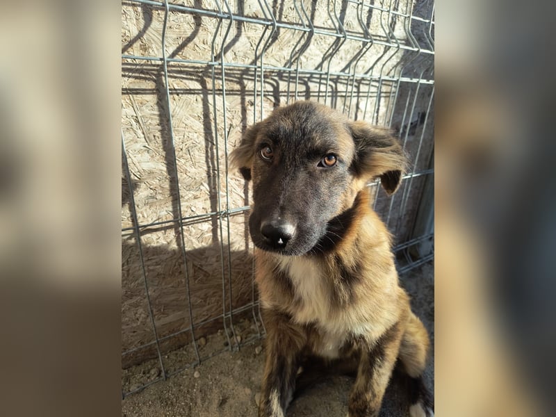 ⭐️CAJA⭐️, sanftes Welpenmädchen, 8 Monate, 40 cm, Mischling, Tierschutz