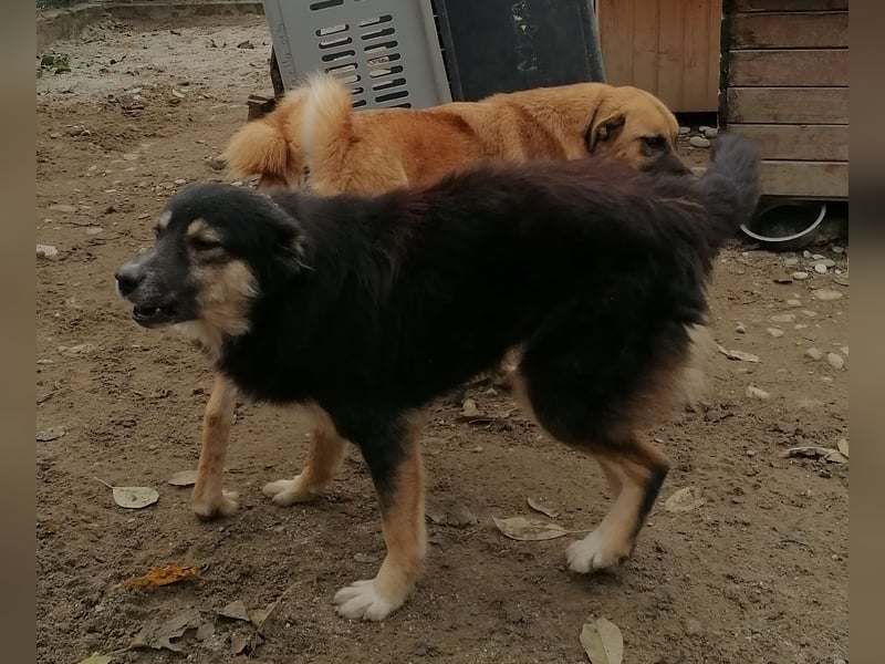 ⭐️SAERO⭐️toller Familienhund, Rüde, 4 Jahre, 46 cm, Mischling, Tierschutz