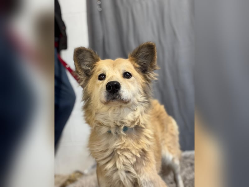 wunderschöne Levendula wartet auf Dich