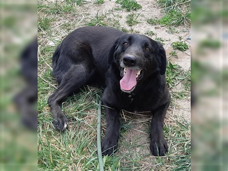 Labrador Hündin Bruna, 6 J. in einem Rumänischen Tierheim sind genug