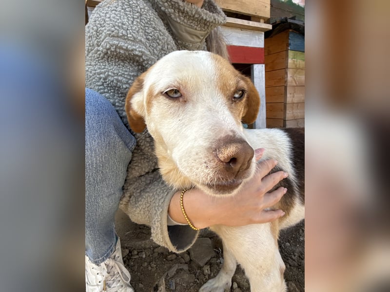 Picúr sucht ein Herz, das sie liebt