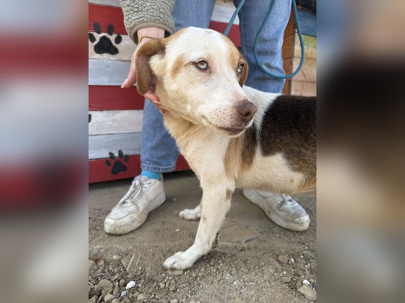 Picúr wartet schon so lange auf ihr Zuhause