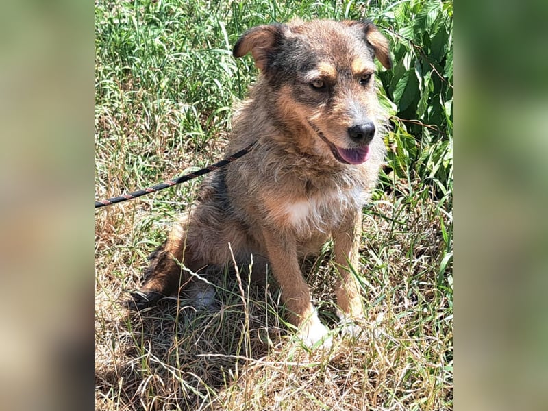 Gina lebt seit 5 Jahren in einem Rumänischen Tierheim.....