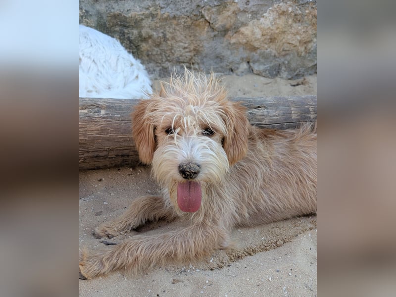 Zauberhafte Fritzi wartet auf unserem Tierschutzhof in Portugal!