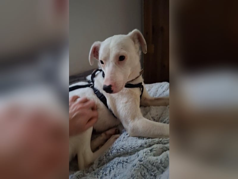 ARTEMIS, liebe Lakritz-Nase, 1 Jahr, 40 cm, Mischlingsmädchen, Tierschutz, Pflegestelle 53773