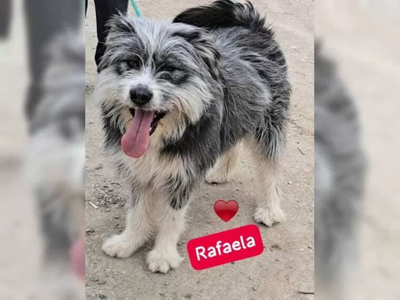 Rafaela lacht, obwohl sie in Rumänien nichts zu lachen hat