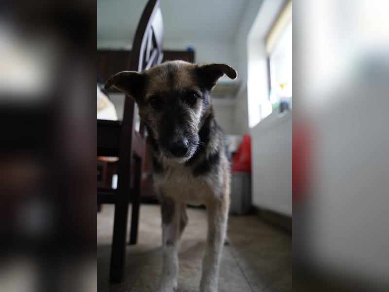 ⭐️OLIVIA⭐️, entspannte Hündin, 2 Jahre, 50 cm, Mischling, Tierschutz Rumänien