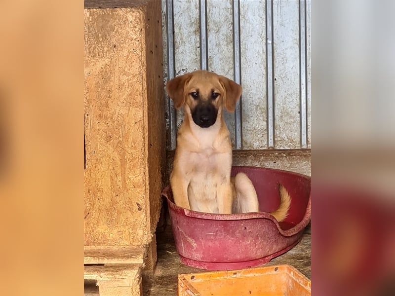 Schönheit Samira kennt noch nicht viel vom Hundeleben