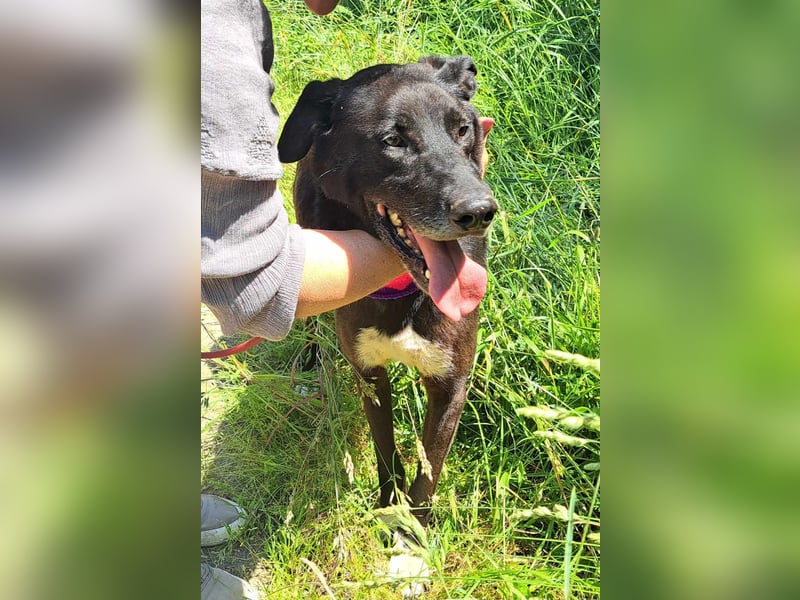 So traurig Rüde Romica, lebt seit 7 Jahre in einem Rumänischen Tierheim sind genug