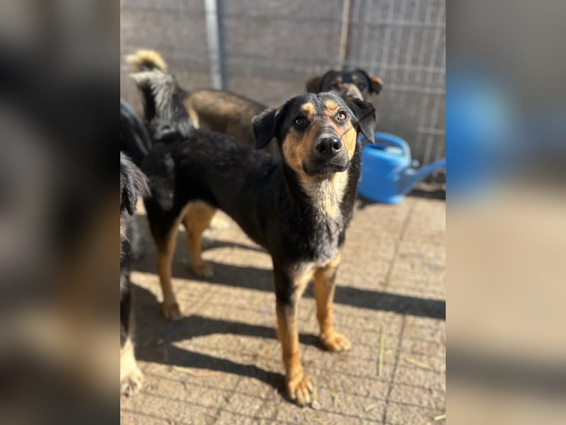 ⭐️EDO⭐️, Rüde, 1 Jahr, 50 cm, Mischling, Tierschutz