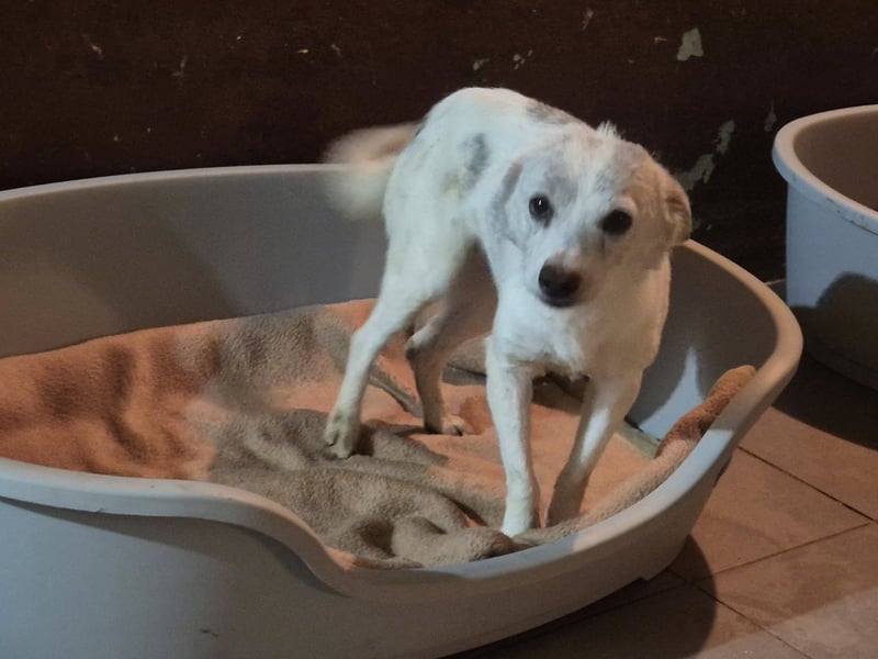 Süße Hündin Fanny stellt sich vor