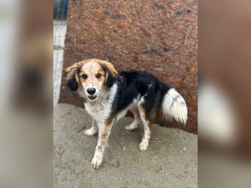 ⭐️HENRY⭐️, Rüde, 1 Jahr, 40 cm, Mischling, Tierschutz