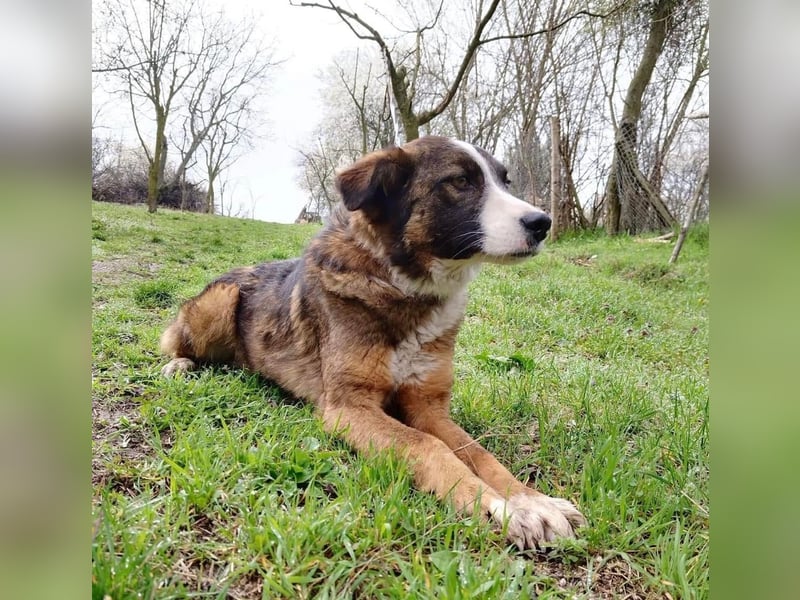 Merlo Tierschutzhund sucht ein Zuhause