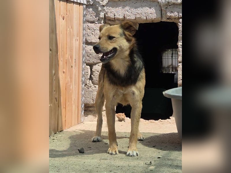 ⭐️SAGO⭐️, Rüde, 2,5 Jahre, 45 cm, Mischling, Tierschutz