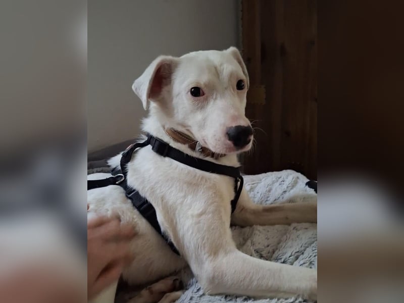 ARTEMIS, liebe Lakritz-Nase, 1 Jahr, 40 cm, Mischlingsmädchen, Tierschutz, Pflegestelle 53773