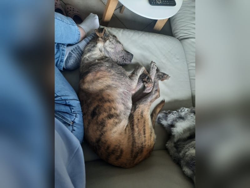 LIV, pure Liebe, 1 Jahr, 40 cm, Mischlingsmädchen, Tierschutz Rumänien, Pflegestelle 46359