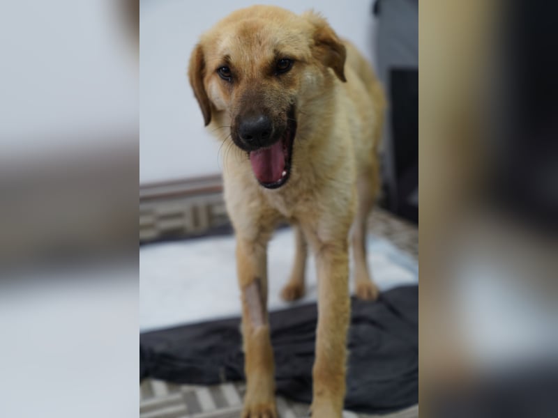 ANITA, superliebe Heldin auf vier Pfoten, 1 Jahr, 49 cm, Mischling, Tierschutz Rumänien