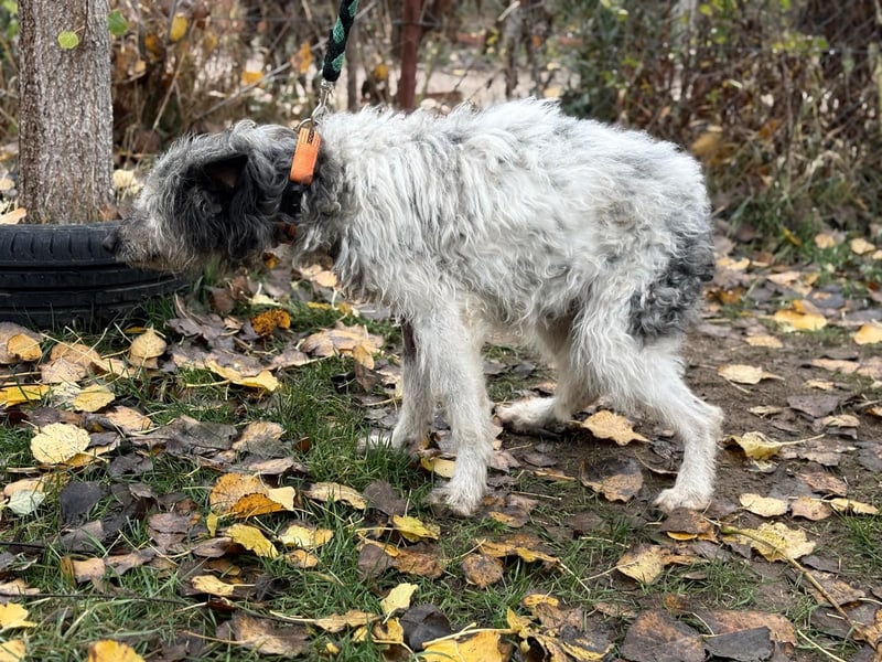 Vileda - dringend Gnadenplatz gesucht!!