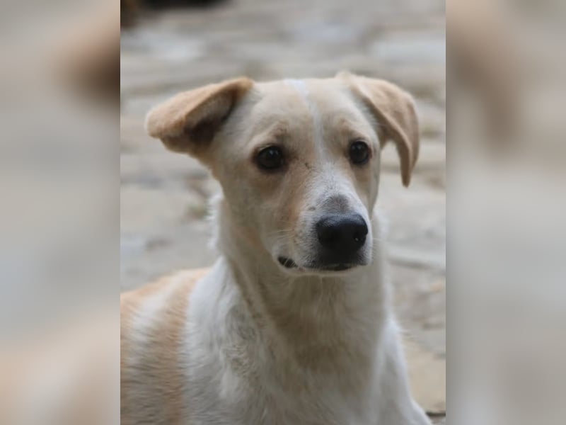 *Notfell* CAPPI, Rüde, 8 Jahre, 47 cm, Mischling, Tierschutz