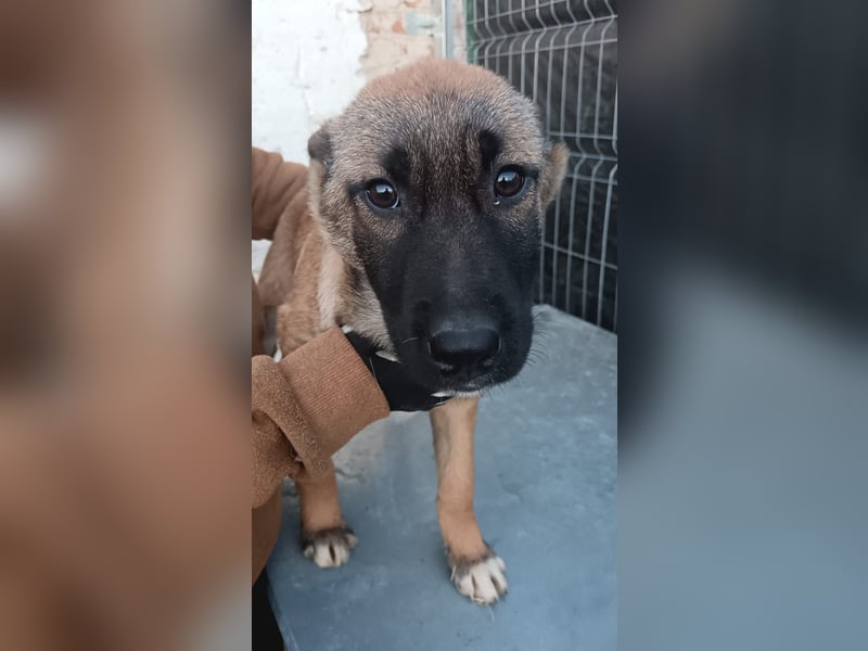 ⭐️TASCHA⭐️, Malinois-Mischling, Hündin, 9 Monate, 50 cm, Mischling, Tierschutz Rumänien