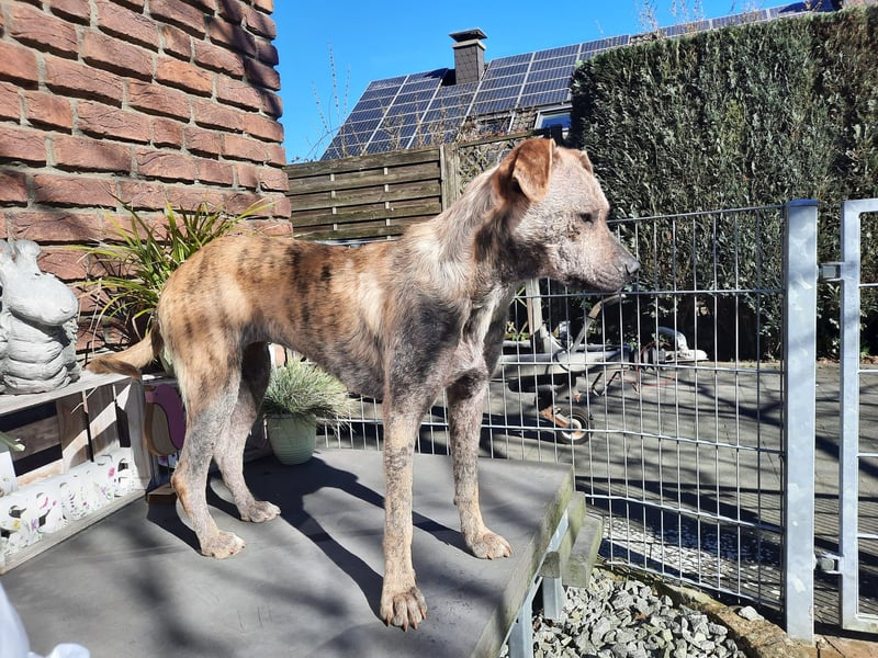 LIV, pure Liebe, 1 Jahr, 40 cm, Mischlingsmädchen, Tierschutz Rumänien, Pflegestelle 46359