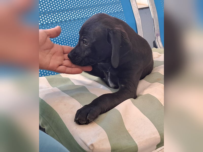 Harpo ist bald bereit für sein Für-immer-Zuhause
