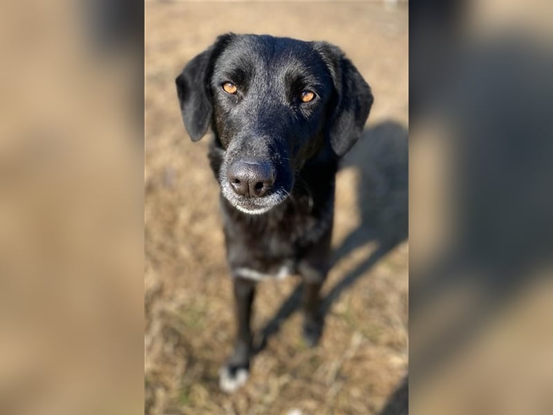 Africa, geb. ca. 01/2019, lebt in GRIECHENLAND, im städt. Tierheim Serres