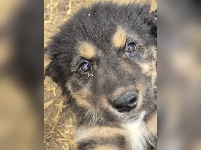 SALVA, kleine Entdeckerin, 3 Monate, 28 cm, Mischlingsmädchen, Tierschutz Rumänien