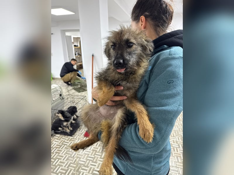 ⭐️Hearty⭐️, Herzensbrecherin, Hündin, 11 Monate, 38 cm, Mischling, Tierschutz