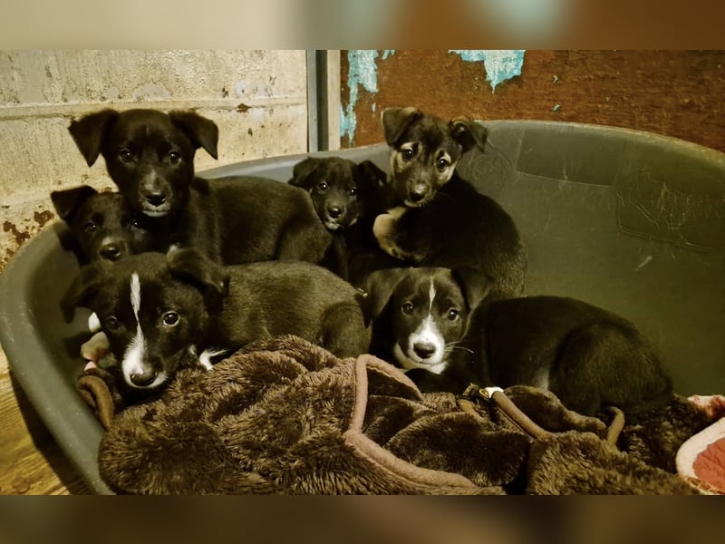 Junghündin 890509 sucht DICH!