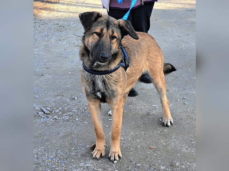 Rüde Cricket wartet schon viel zu lange in Rumänien auf ein Zuhause