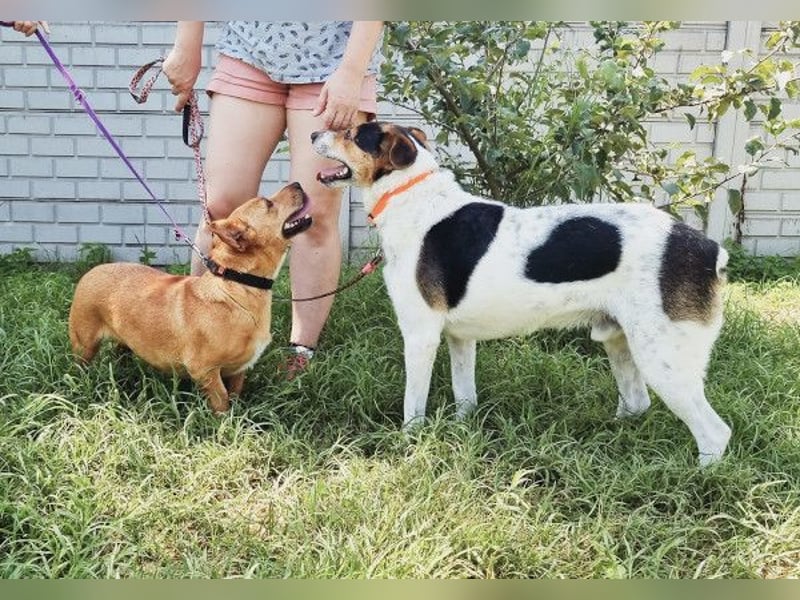 Pepper - wann bekommt er seine Chance?