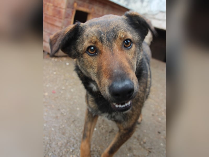 XORO, Goldstück, 1,5 Jahre, 50 cm, Mischling, Pflegestelle Hennef, Tierschutz Rumänien