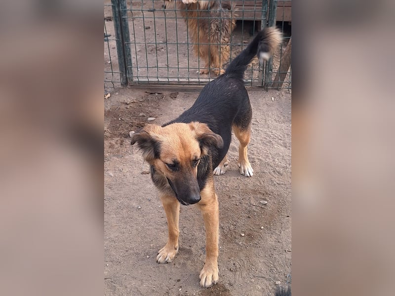 Notfell ⭐️DIANA⭐️, sensible Hündin, 4 Jahre, 46 cm, Mischling, Tierschutz Rumänien