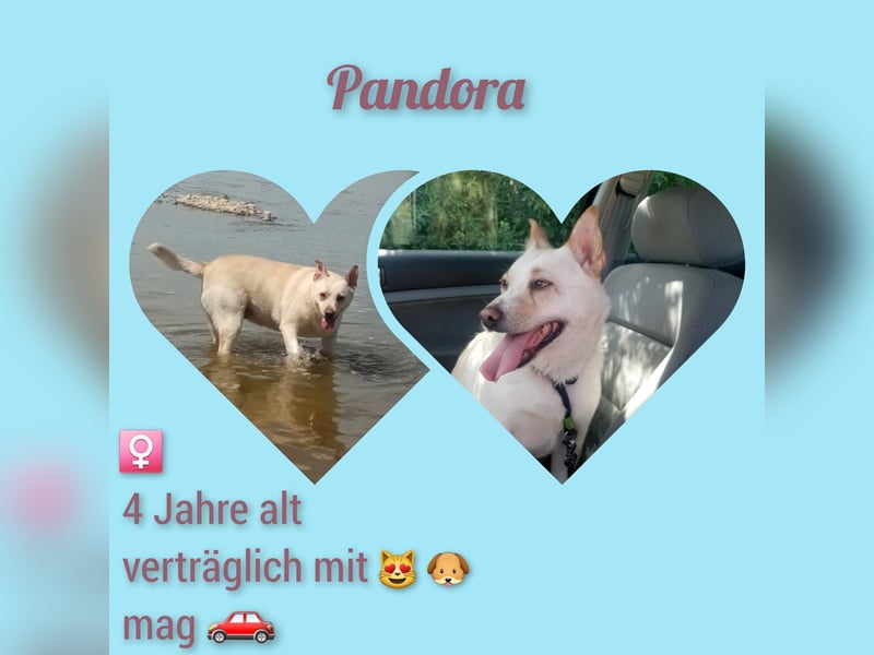 Pandora, ein echtes Schmuckstück, sie möchte Rumänien schnell verlassen