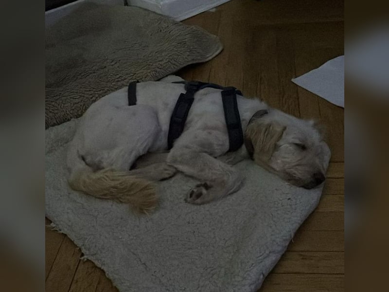 LUMA, entdeckt die Welt, 1 Jahr, 40 cm, Mischling, Pflegestelle 40223, Tierschutz Rumänien