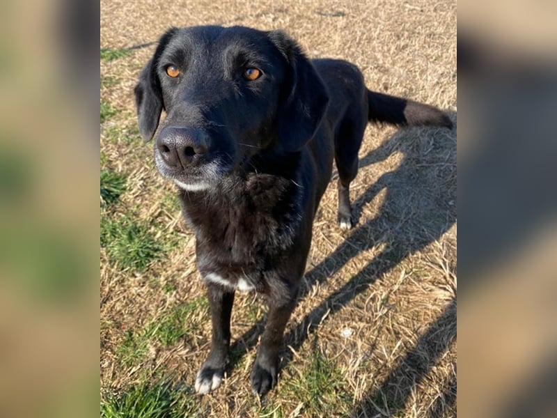 Africa, geb. ca. 01/2019, lebt in GRIECHENLAND, im städt. Tierheim Serres