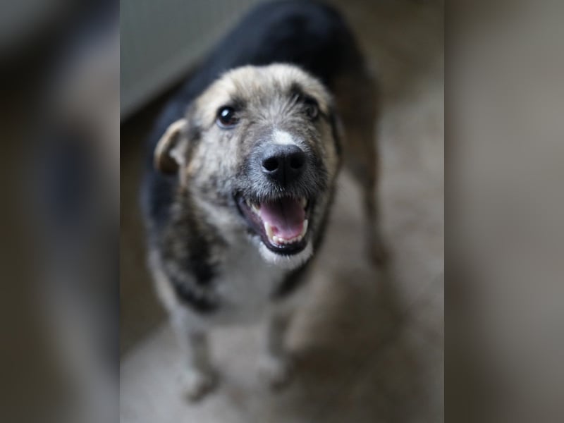 ⭐️OLIVIA⭐️, entspannte Hündin, 2 Jahre, 50 cm, Mischling, Tierschutz Rumänien