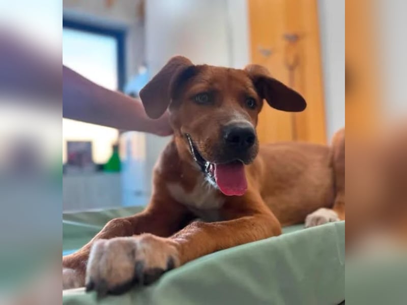 Scooby - der kleine Charmeur mit den eisblauen Augen sucht sein Zuhause!